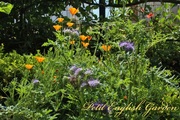 California_poppy_and_phacelia_01.jpg