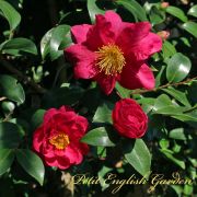 Camellia_sasanqua_4.jpg