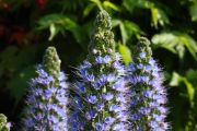 Echium_02.jpg