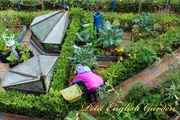 English_garden_harvesting_vegs_6.jpg
