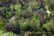 English_garden_purple_flowers_in_the_central_flower_bed.jpg