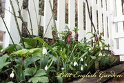 English_garden_snow_drop_and_hellebore_1.jpg