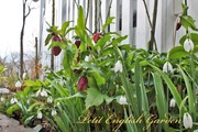 English_garden_snow_drop_and_hellebore_2.jpg