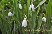 English_garden_snow_drop_and_hellebore_3.jpg