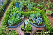 English_garden_vegs_in_potager.jpg