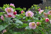 Hibiscus_mutabilis_1.jpg