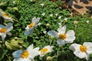 Japanese_anemone_1.jpg