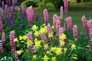 Lupin_in_Hokkaido_02.jpg