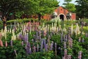 Lupin_in_Hokkaido_04.jpg