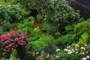 Open_Garden_in_rain_2.jpg