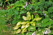 Other_hosta_flowers_01.jpg