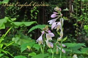 Other_hosta_flowers_02.jpg