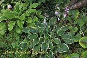 Other_hosta_flowers_03.jpg