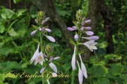 Other_hosta_flowers_04.jpg