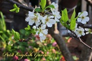 Plum_flower_05.jpg