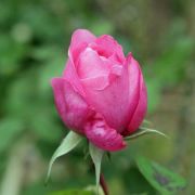 Rosa__Gertrude_Jekyll__01.jpg