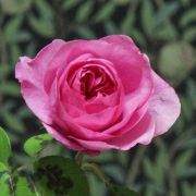 Rosa__Gertrude_Jekyll__02.jpg