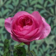 Rosa__Gertrude_Jekyll__03.jpg