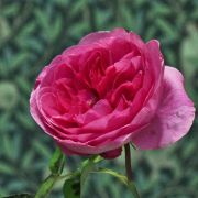 Rosa__Gertrude_Jekyll__04.jpg