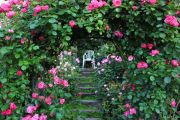 Roses_04.jpg