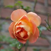 Roses_in_December_03.jpg