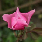 Roses_in_December_04.jpg