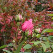 Roses_in_December_05.jpg