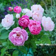 Roses_in_autumn_03.jpg