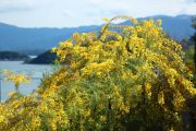 acacia_flowers_in_autumn_02.jpg