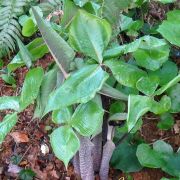 arisaema_flowers.jpg