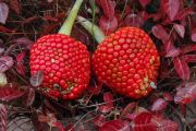 arisaema_fruits.jpg