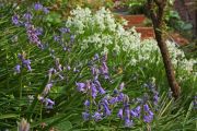 bluebell_03_0.jpg