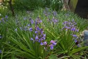 bluebell_04_0.jpg