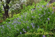 bluebell_at_the_new_garden_1.jpg