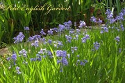 bluebell_at_the_new_garden_5.jpg