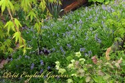 bluebell_at_the_new_garden_6.jpg
