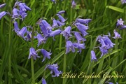 bluebell_at_the_new_garden_8.jpg