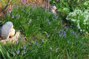 bluebell_garden_2.jpg