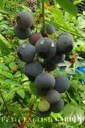 blueberry_12.jpg