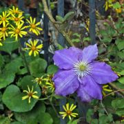 clematis_in_November.jpg