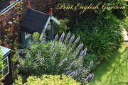 echium_candicans_01.jpg