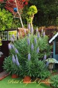 echium_candicans_04.jpg