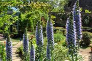 echium_candicans_05.jpg