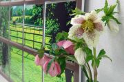 helleborus_in_my_office.jpg