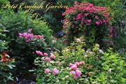 main_garden_2.jpg