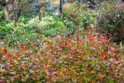 red_leaves_03.jpg