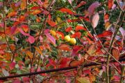 red_leaves_of_blueberry_01.jpg