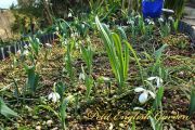 snowdrop_01.jpg