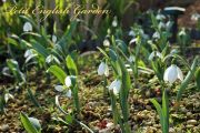 snowdrop_02.jpg