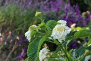 white_lantana_01.jpg